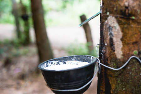 Natural Rubberの写真素材