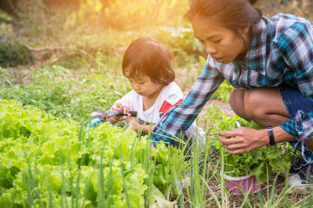 Watering the Vegetable Gardenの写真素材