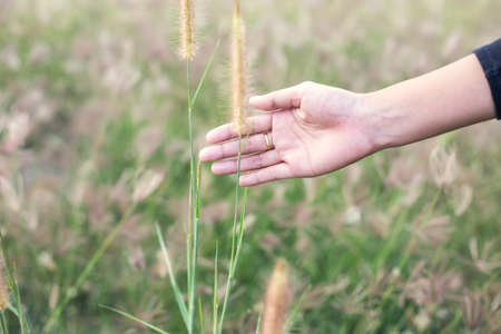 Woman's hand touching plant in natureの写真素材