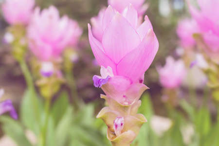 pink flowers and gree leaves, Pink krachiew flowers