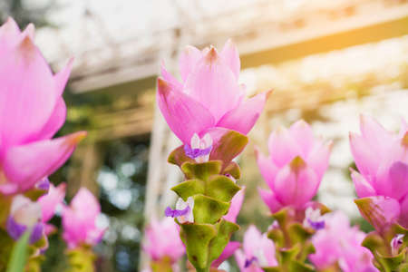 pink flowers and gree leaves, Pink krachiew flowers