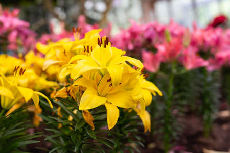 Close-up of colorful flowersの写真素材