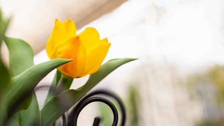 Close-up of colorful flowersの写真素材