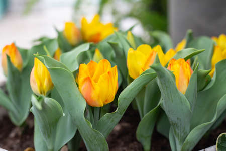Close-up of colorful flowersの写真素材