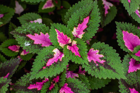 Close-up of colorful flowers