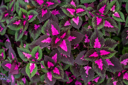 Close-up of colorful flowersの写真素材