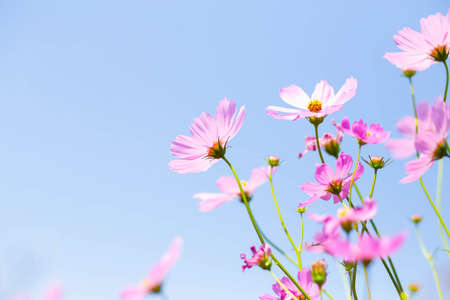 Pink and red cosmos flowers garden and soft focusの写真素材