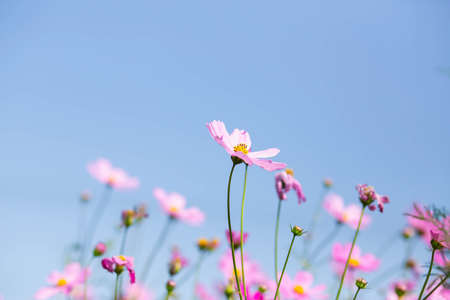 Pink and red cosmos flowers garden and soft focusの写真素材