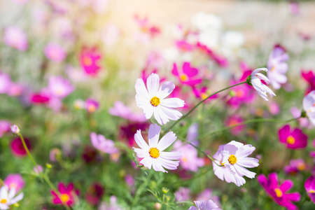 Pink and red cosmos flowers garden and soft focusの写真素材