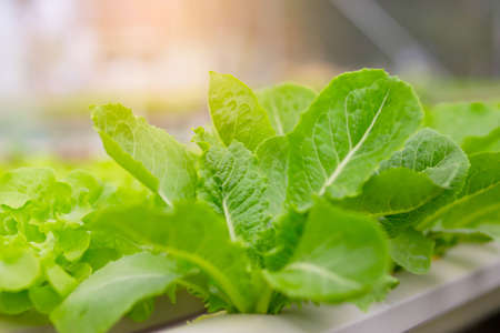 Non-toxic vegetable quality inspection technologyの写真素材