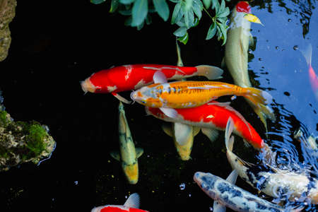 aquarium colourfull fishes in dark deep blue waterの写真素材