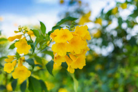 Spring flowers in the meadow stock photoの写真素材