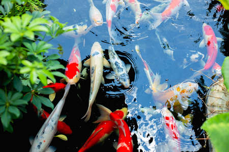 aquarium colourfull fishes in dark deep blue waterの写真素材