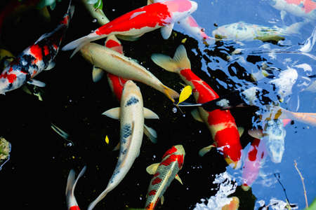 aquarium colourfull fishes in dark deep blue waterの写真素材