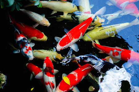 aquarium colourfull fishes in dark deep blue waterの写真素材