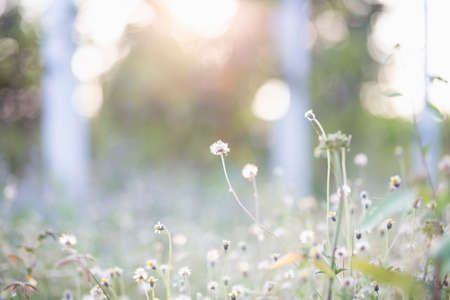 The grass bloomed in the sunlightの写真素材