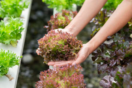 hands touching non toxic vegetables