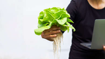 Organic radishes on farms that meet quality standardsの写真素材