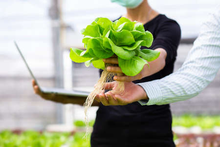 hands touching non toxic vegetablesの写真素材