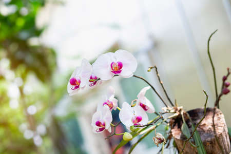 orchids,orchids purple ,orchids purple Is considered the queen of flowers in Thailandの写真素材