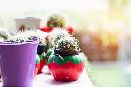 Cactus Close up top view background warm colorの写真素材