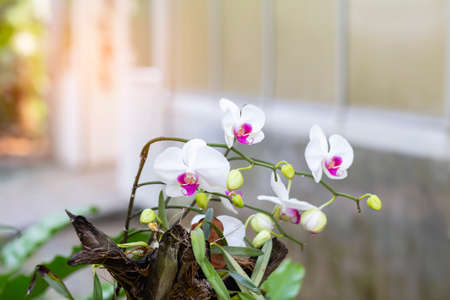orchids,orchids purple ,orchids purple Is considered the queen of flowers in Thailandの写真素材