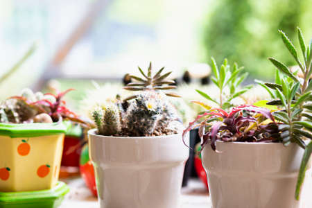 Cactus Close up top view background warm color