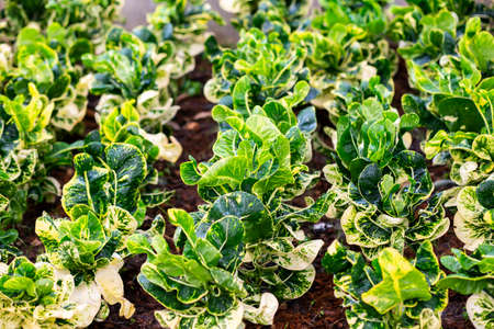 Green Tree in white ceramic pots on the wooden table. Concept at home interior gardening filled plants in Spring.の写真素材
