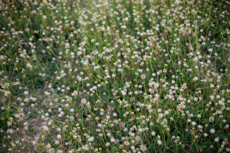 Beautiful meadow field with fresh grass  in nature  Summer spring perfect natural landscape.の写真素材