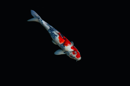 Koi fish isolated on black background, koi fish close upの写真素材