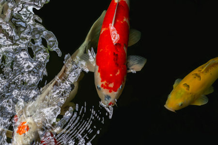 Koi fish swimming in the pond, koi fish in the pondの写真素材