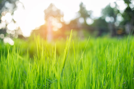 natural green background with selective focusの写真素材