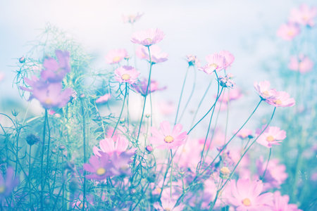 Cosmos flower blossom in garden.の写真素材