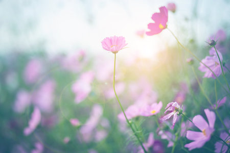 Cosmos flower blossom in garden.の写真素材