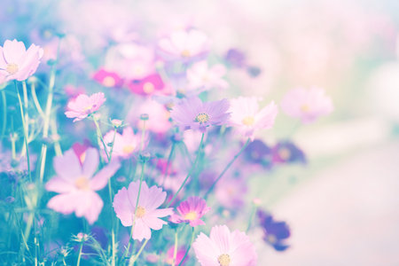 Cosmos flower blossom in garden.の写真素材
