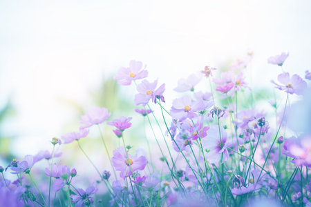 Cosmos flower blossom in garden.の写真素材