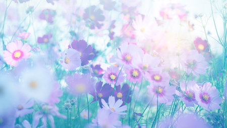 Cosmos flower blossom in garden.の写真素材