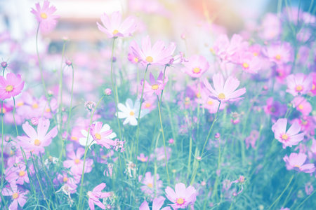 Cosmos flower blossom in garden.の写真素材