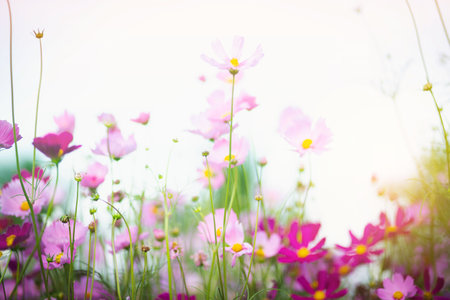 Cosmos flower blossom in garden.の写真素材