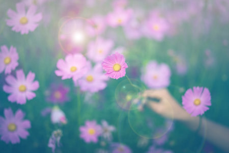 Cosmos flower blossom in garden.の写真素材