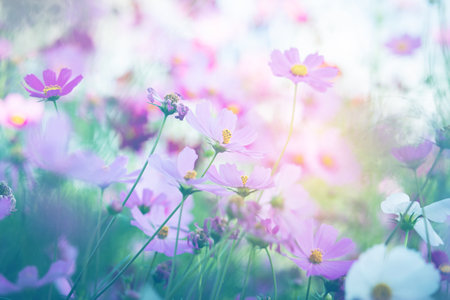 Cosmos flower blossom in garden.の写真素材