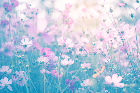 Cosmos flower blossom in garden.の写真素材