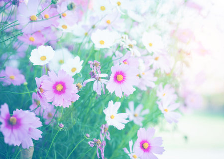 Cosmos flower blossom in garden.の写真素材
