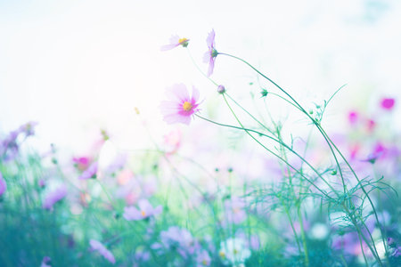 Cosmos flower blossom in garden.の写真素材