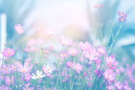 Cosmos flower blossom in garden.の写真素材