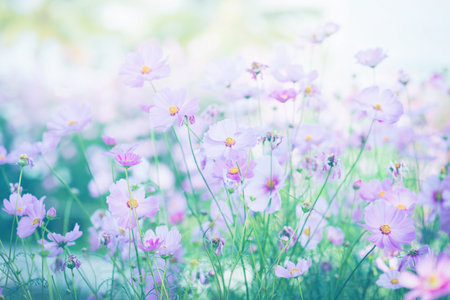 Cosmos flower blossom in garden.の写真素材