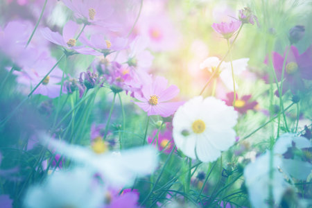 Cosmos flower blossom in garden.の写真素材