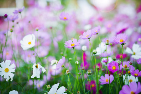 Cosmos flower blossom in garden.の写真素材