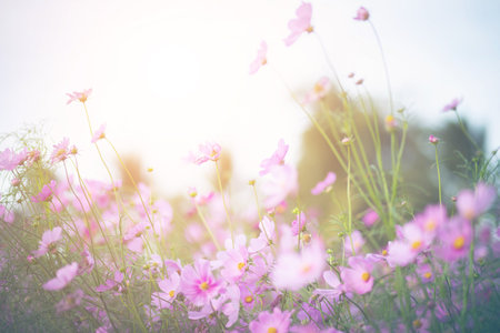 Cosmos flower blossom in garden.の写真素材