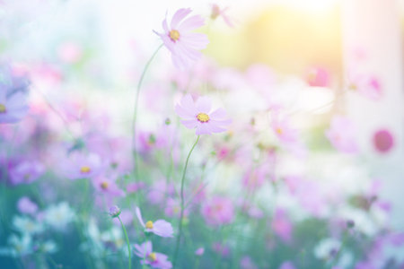 Cosmos flower blossom in garden.の写真素材